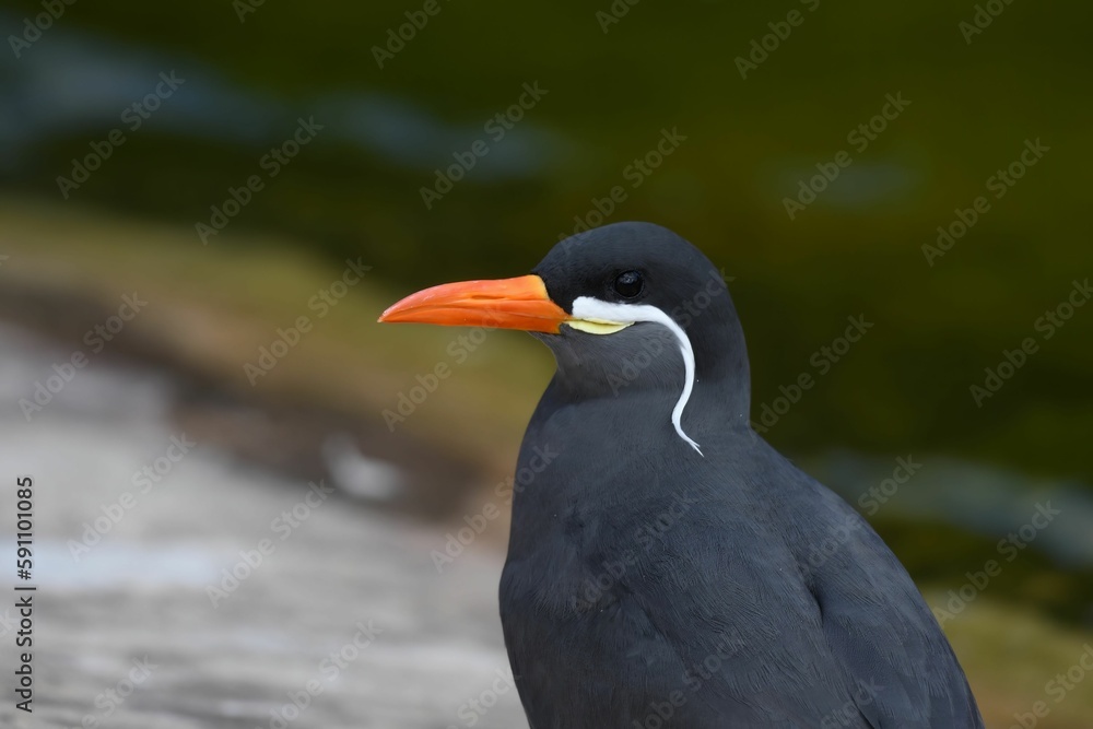 Beautiful closeup of an Inca tern