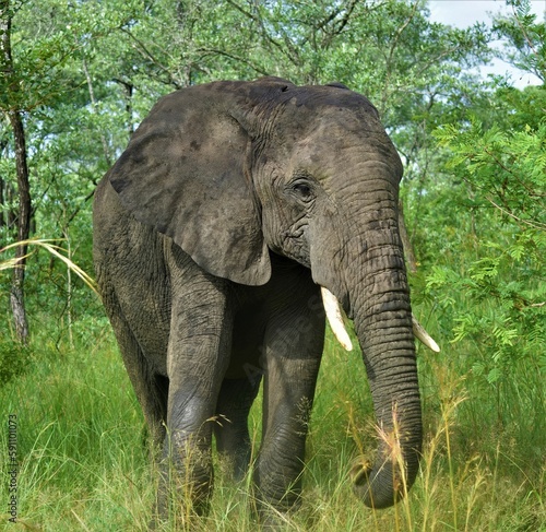 Closeup of a beautiful elephant in a jungle