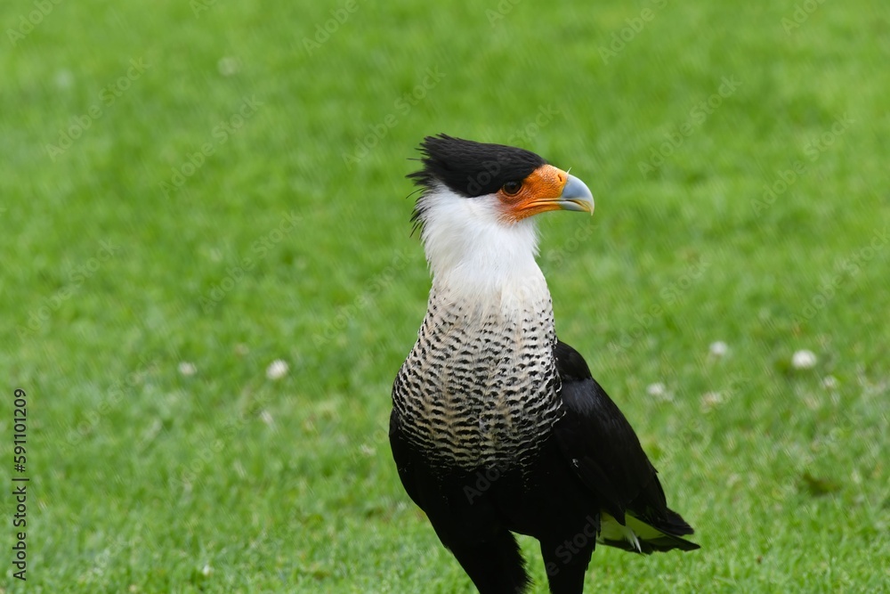 Fototapeta premium Closeup of a beautiful northern crested caracara in a field