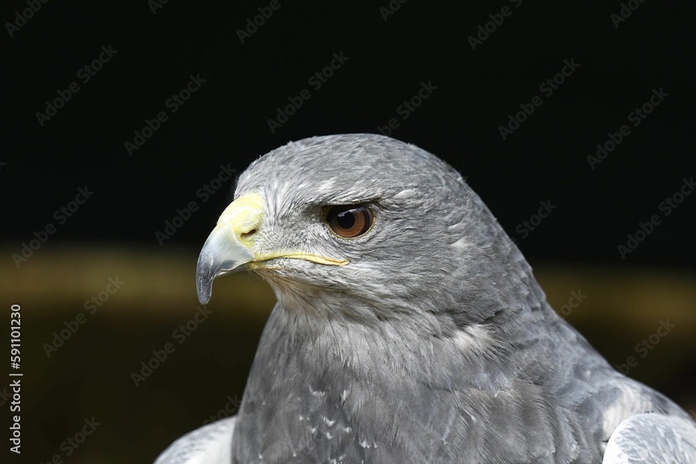 Obraz premium Portrait of an alert-looking Gray Falcon
