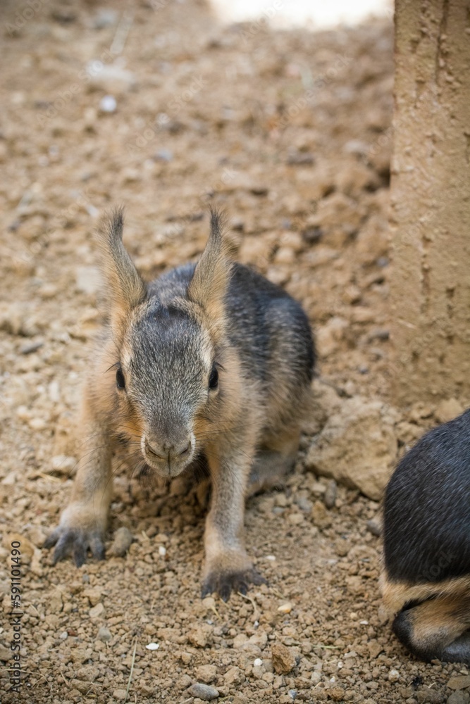 Naklejka premium Vertical shot of a baby Patagonian mara or hare (Dolichotis patagonum) on dirt land