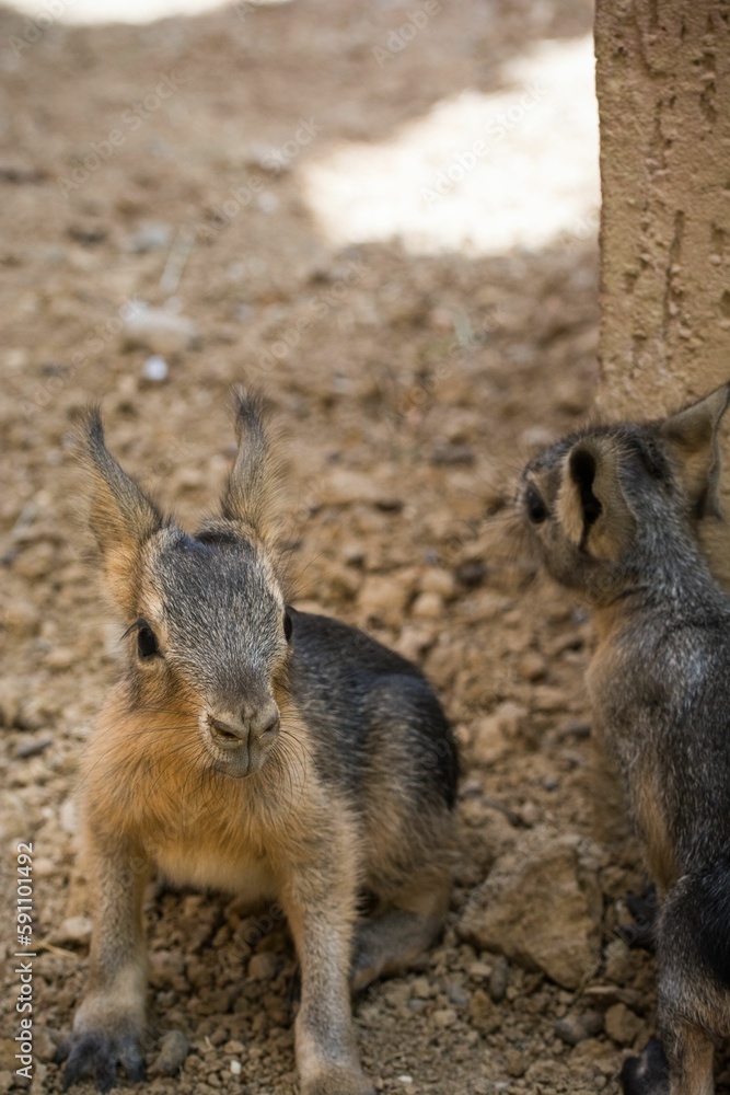 Obraz premium Vertical shot of two babies of Patagonian mara or hare (Dolichotis patagonum) on dirt land