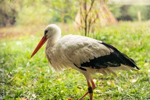 Closeup shot of a White stork with a red long beak walking in the green grass