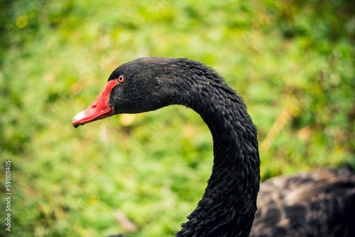 Selective shot of a black swan (Cygnus atratus), with its red beak © Andrus Ciprian/Wirestock Creators