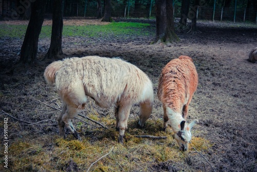 View of two brown and white Lama (Llama glama) eating hay photo