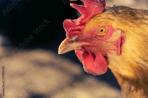 Close up shot of a chicken in a barn, staring into something