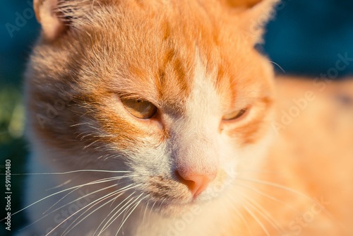 Close-up of a ginger cat under the sunlight