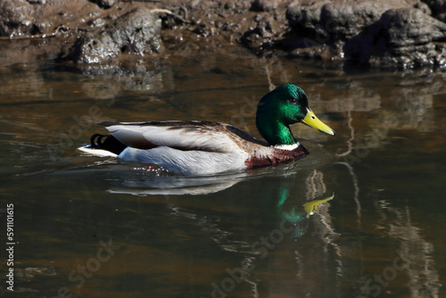 A beautiful animal portrait of a Duck on a bright sunny morning