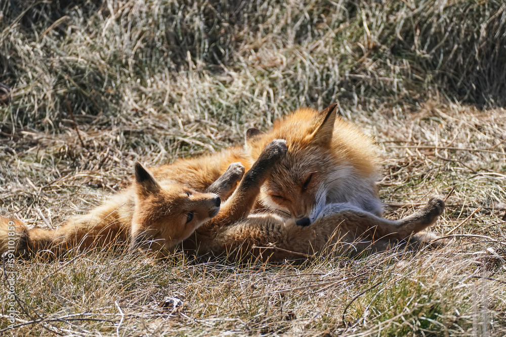 Fototapeta premium キタキツネの親子