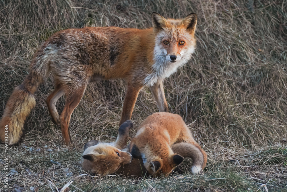 custom made wallpaper toronto digitalキタキツネの親子