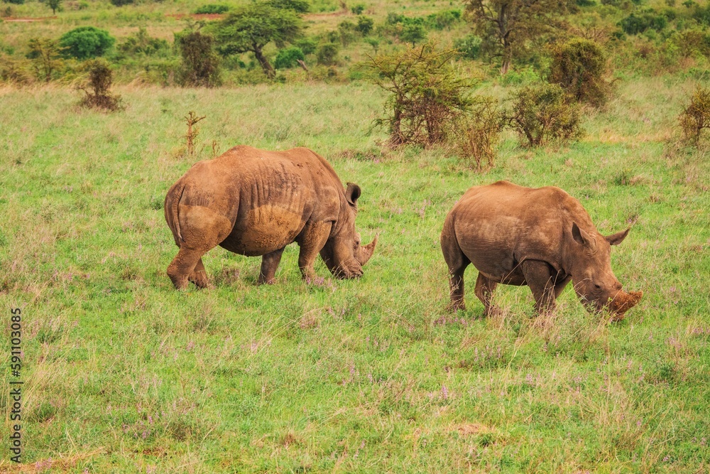 Naklejka premium A female white rhino and her calf grazing in the wild against the skyline of Nairobi City at Nairobi National Park, Kenya