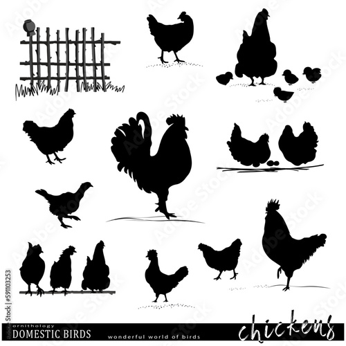 Domestic birds set.  Hehs, roosters, chickens silhouettes. Vector illustration