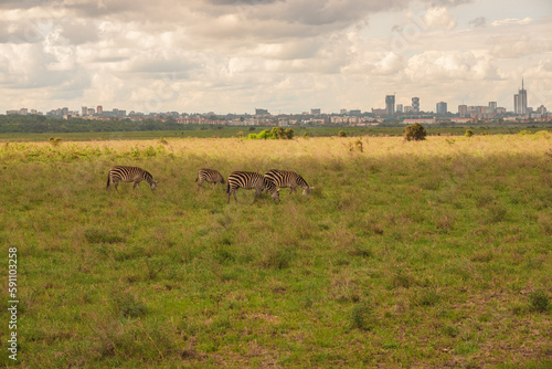 A herd of zebras grazing in the wild against the background of Nairobi City seen from Nairobi National Park  Kenya