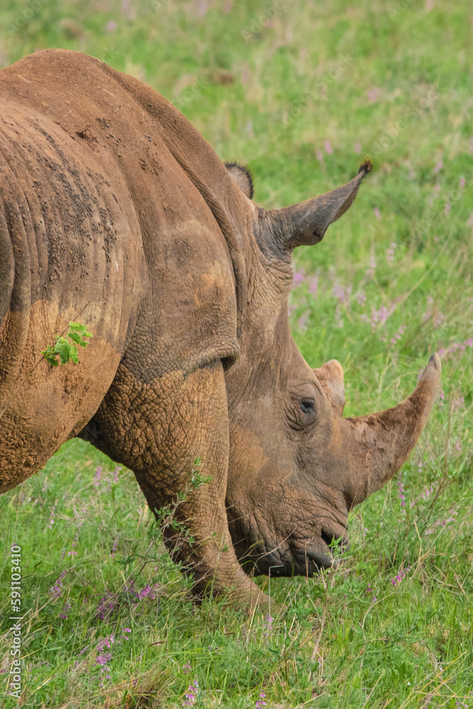 Obraz premium A portrait of a lone white rhino grazing in the wild at Nairobi National Park, Kenya