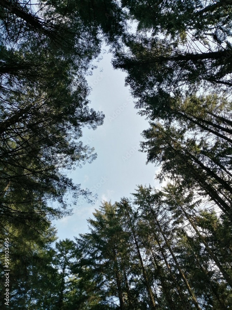Vertical low angle shot of tall green trees in a forest on a sunny day
