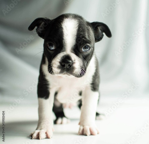 Fototapeta Naklejka Na Ścianę i Meble -  Closeup shot of boston terrier puppy