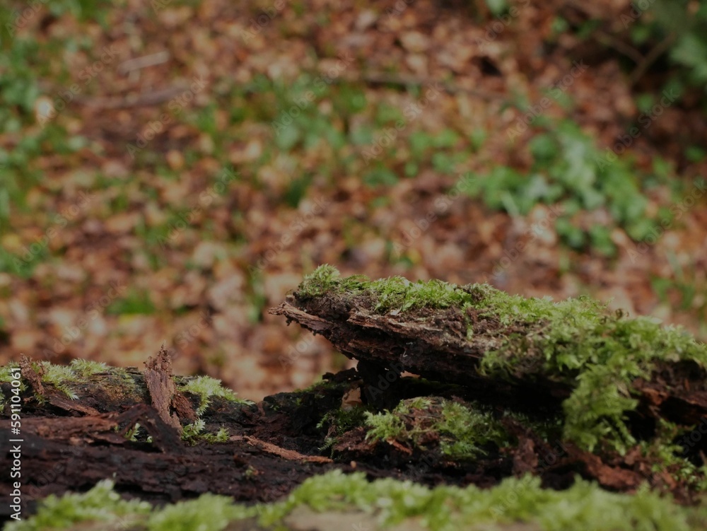 Close-up shot of wooden pieces covered in green moss in the forest in autumn Close-up shot of wooden pieces covered in green moss in the forest in autumn