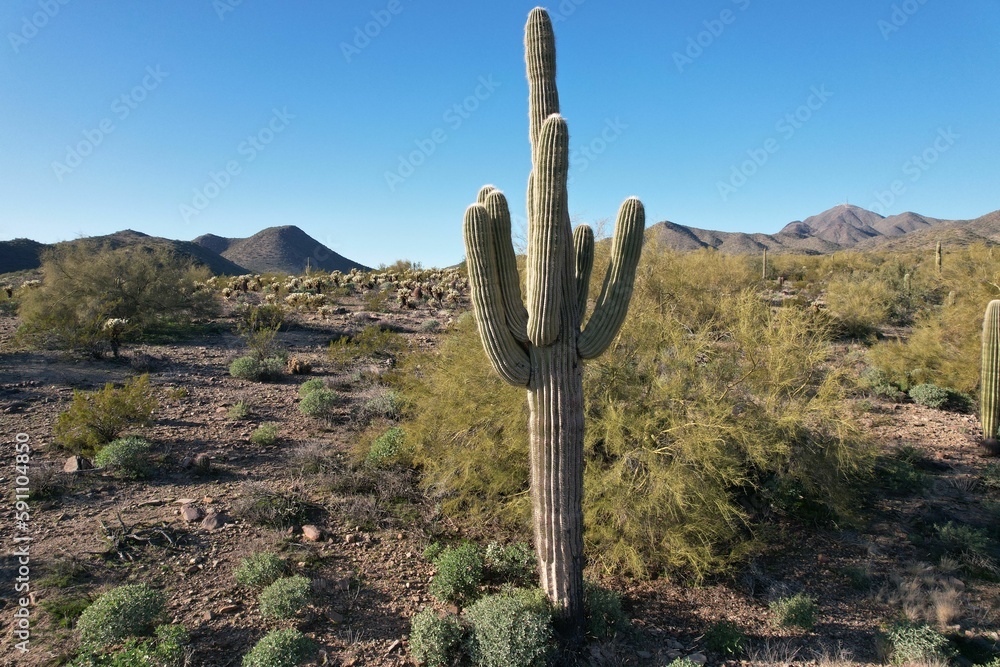 View of a big cactus growing in the desert on a sunny day