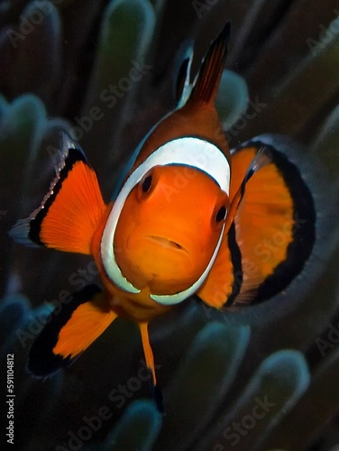 Image of a singke red Ocellaris clownfish swimming in the water. photo