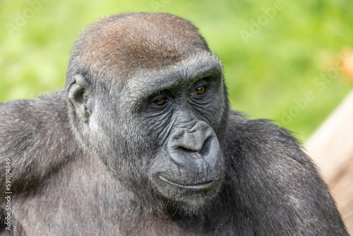 One of the Gorillas from Port Lympne