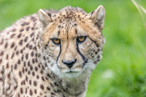 One of the Cheetahs from Port Lympne