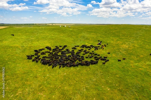 Yearlings move from a 1-acre portion of this pasture to another. photo