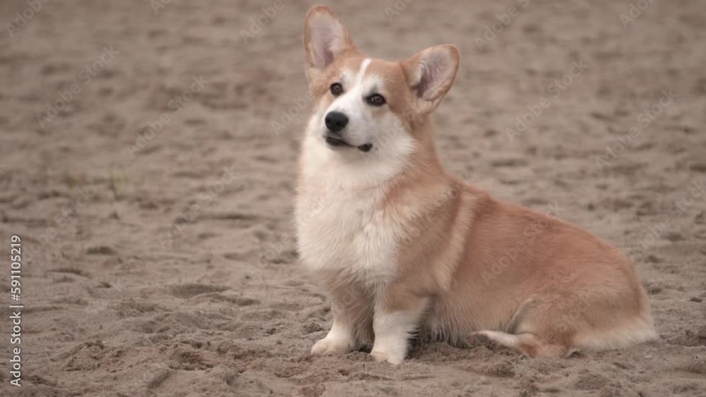 welsh corgi on a walk, slow motion welsh corgi on a walk, slow motion