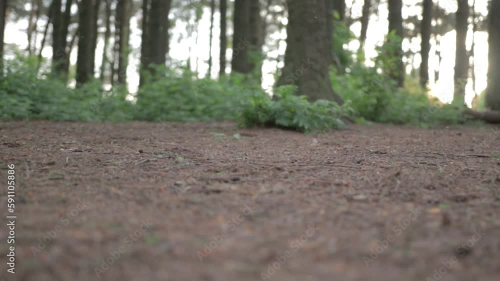 Moving along the woodland floor with glimpse of sunshine through the trees Moving along the woodland floor with glimpse of sunshine through the trees