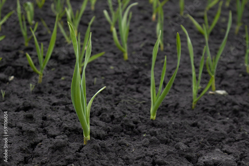 Onion sprouts in early spring at the garden. High quality photo