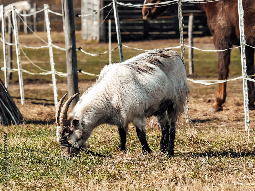 Horse stable, horse close-up, spring in nature, horses grazing in paddocks, goat living and grazing in horse stable Horse stable, horse close-up, spring in nature, horses grazing in paddocks, goat living and grazing in horse stable