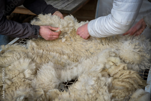 view of sheep's wool that has just been shorn