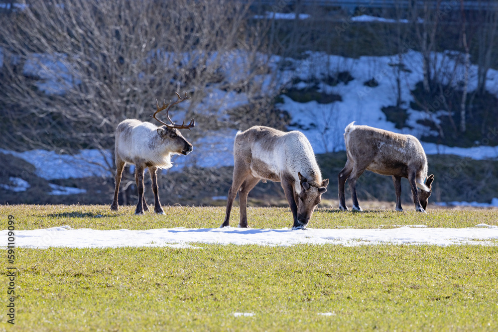 Reindeer on spring pasture at Mo in Brønnøy in municipality,Helgeland coast,Nordland county,Norway Reindeer on spring pasture at Mo in Brønnøy in municipality,Helgeland coast,Nordland county,Norway