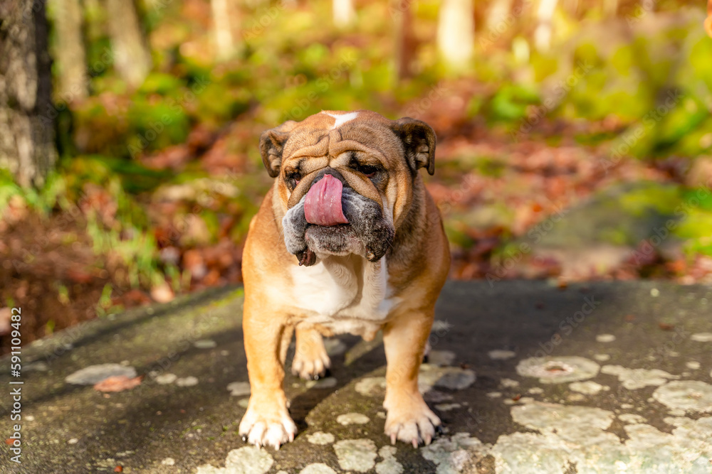 Red English British Bulldog Dog out for a walk looking up sitting in the grass on Autumn sunny day at sunset Red English British Bulldog Dog out for a walk looking up sitting in the grass on Autumn sunny day at sunset