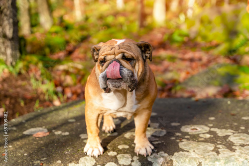 Red English British Bulldog Dog out for a walk looking up sitting in the grass on Autumn sunny day at sunset © Iryna