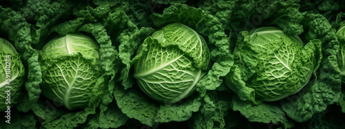 Vibrant green cabbages nestled in their leafy beds, the veins and textures stand out in nature's design.