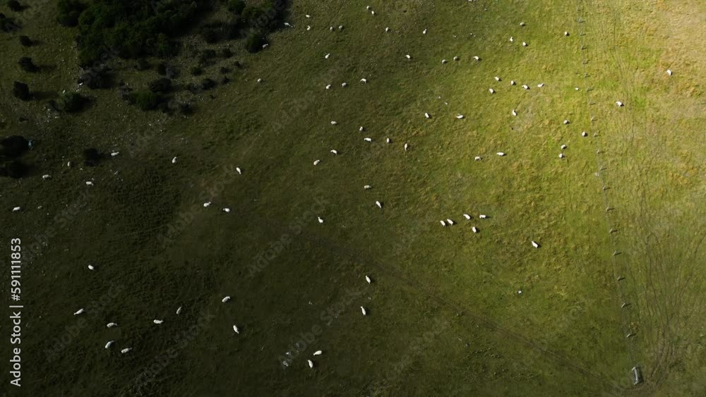 Herd of sheep grazing in grassy field. Aerial birdseye flying forward Herd of sheep grazing in grassy field. Aerial birdseye flying forward