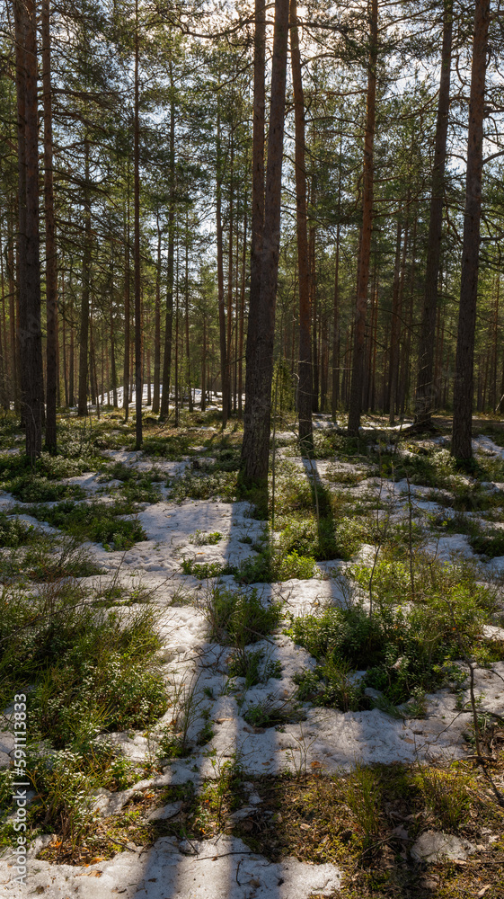 Forest scenery with melting snow. Early spring concept. Forest scenery with melting snow. Early spring concept.