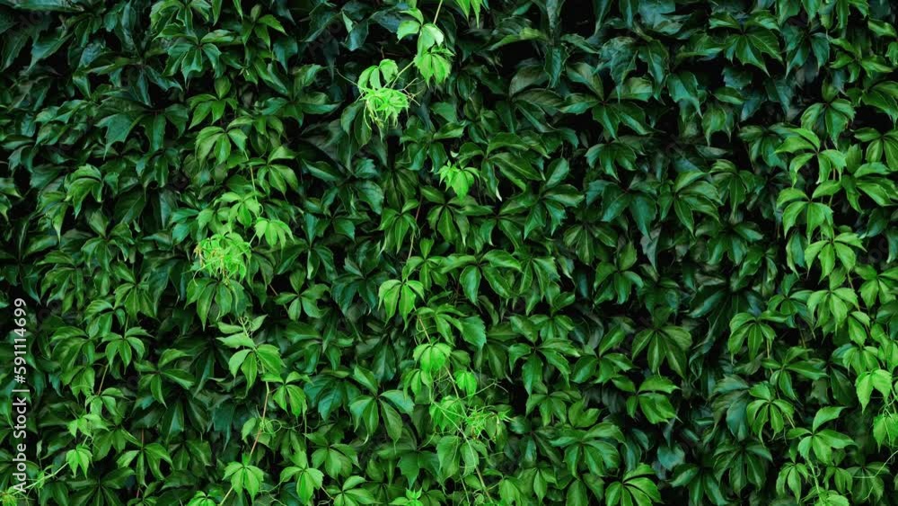 green leaves of maiden grape as a natural background. green leaves of maiden grape as a natural background.