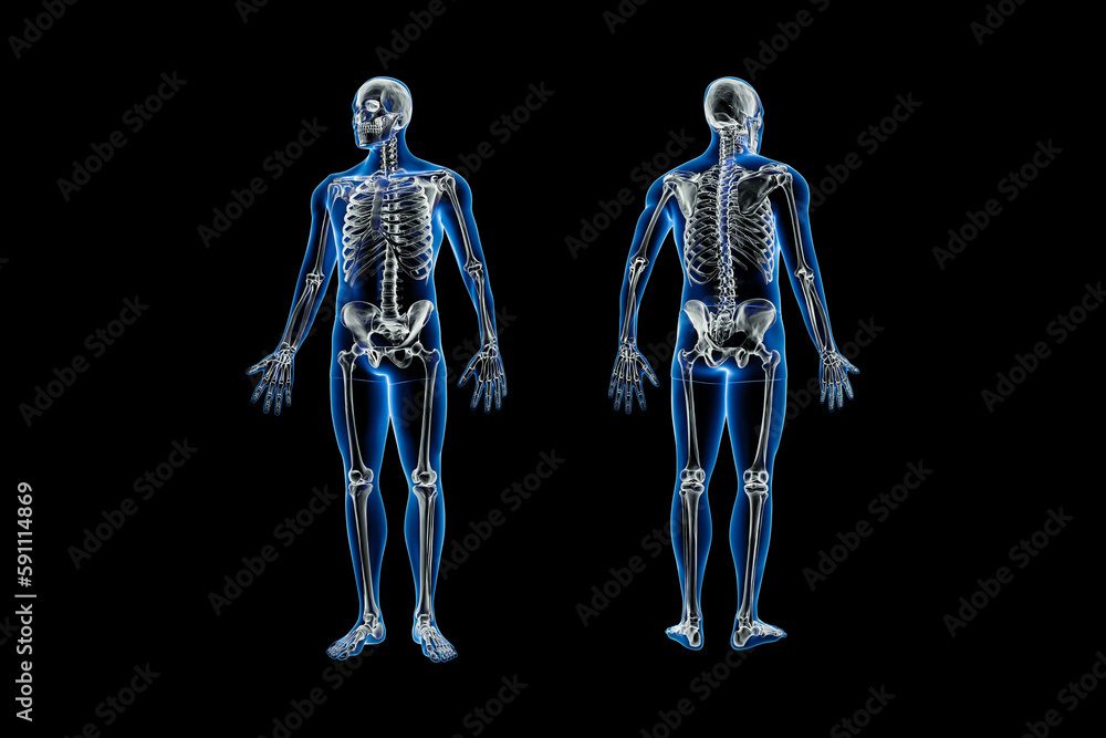 Xray front and back views of full human skeleton with male body 3D rendering illustration isolated on black with copy space. Anatomy, osteology, skeletal system, science, biology, medical concept. Xray front and back views of full human skeleton with male body 3D rendering illustration isolated on black with copy space. Anatomy, osteology, skeletal system, science, biology, medical concept.