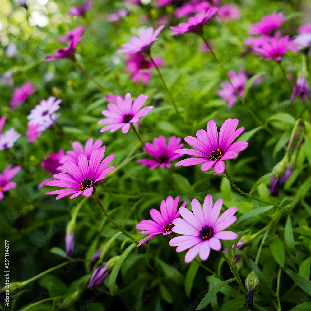 Obraz premium pink cosmos flower