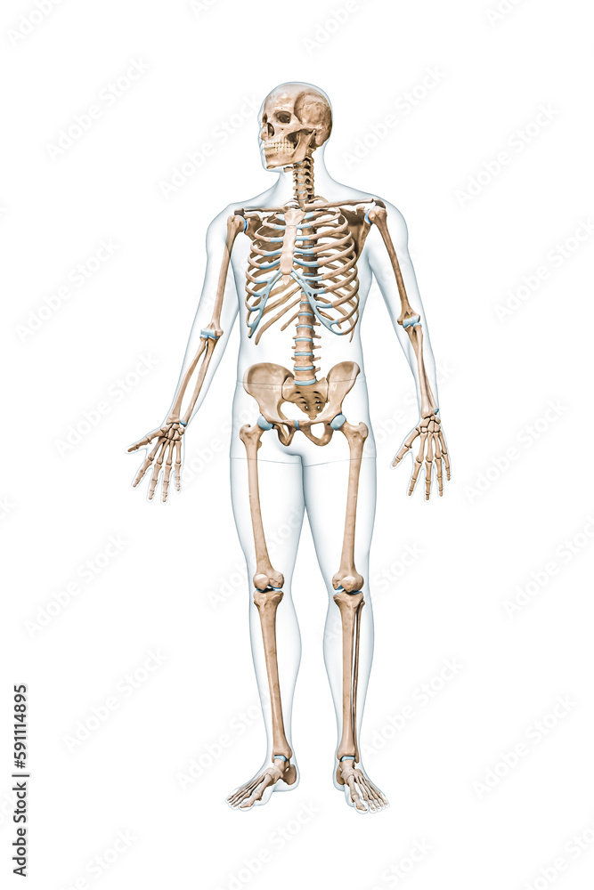 Front view of accurate full human skeleton with body male silhouette 3D rendering illustration isolated on white with copy space. Anatomy, blank medical diagram, skeletal system, science concept.