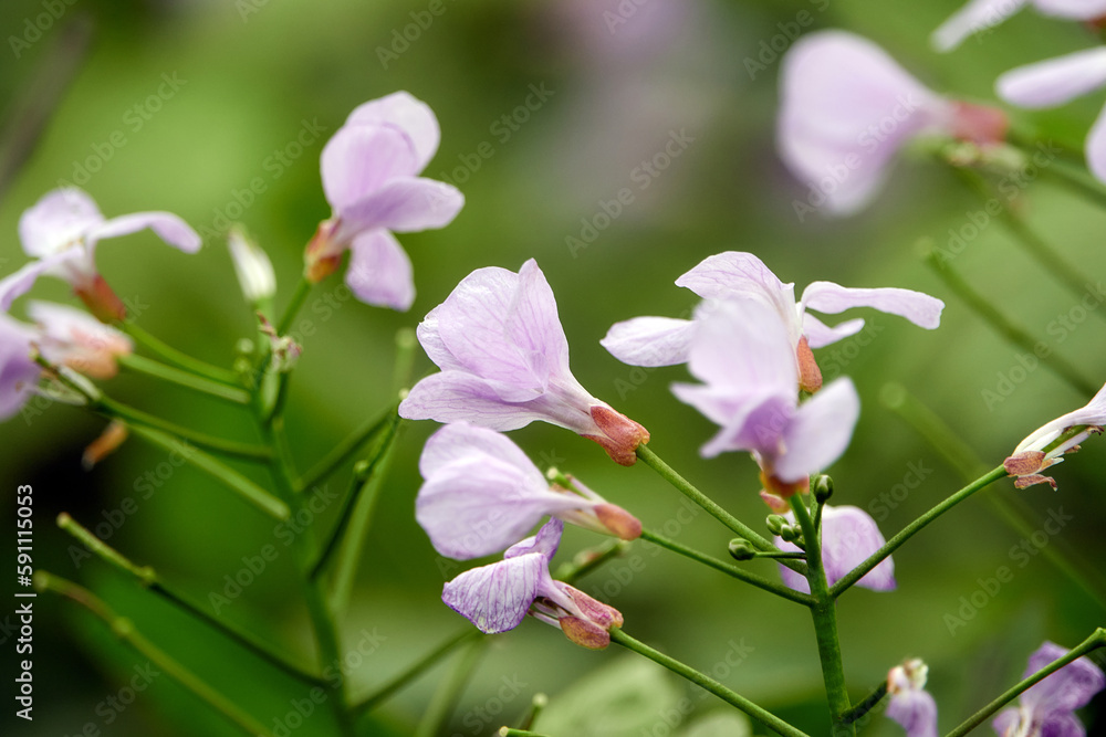 Fototapeta premium Spring flowering. Lilac wildflowers in the forest. Spring flowering. Lilac wildflowers in the forest. Perennial honesty, Lunaria rediviva, blooming in the sun with lilac-white flowers.