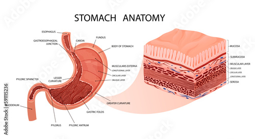 Stomach anatomy. Detailed infographic with mucosa and muscle layers visualisation. photo
