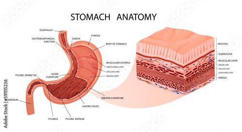 Stomach anatomy. Detailed infographic with mucosa and muscle layers visualisation.