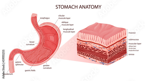 Stomach anatomy educational infographic including serosa and muscle layers structure.
