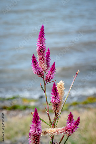 Celosia Seeds, Flamingo Feather, growing by the Indian Ocean at Bois des Amourettes village, Mauritius photo