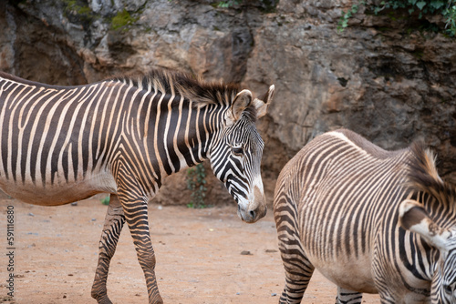 zebras in cabarceno natural reserve in cantabria  spain