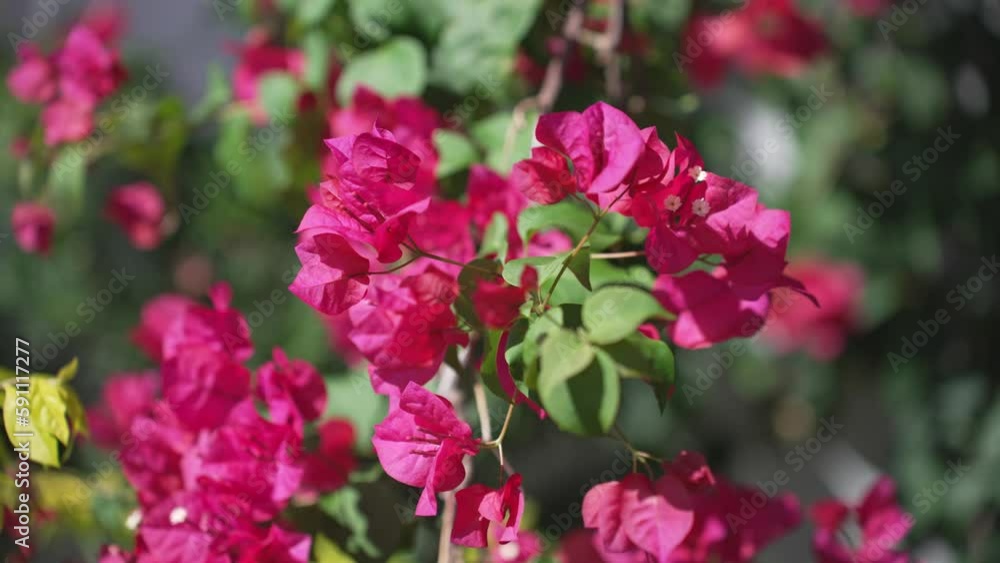 Bougainvillea flowers and bougainvillea plant tree in summer season. This Bougainvillea flowers are pink and purple. Magenta bougainvillea flowers. A wallpaper texture pattern background. Bougainvillea flowers and bougainvillea plant tree in summer season. This Bougainvillea flowers are pink and purple. Magenta bougainvillea flowers. A wallpaper texture pattern background.