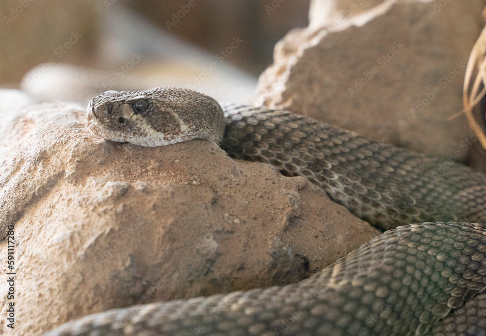 Fototapeta premium close up shot of a rattlesnake resting in the sand 