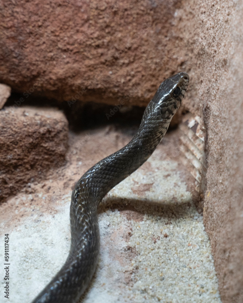 Fototapeta premium close up shot of a venomous snake